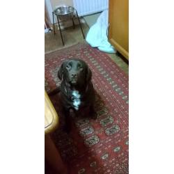 spaniel x lab