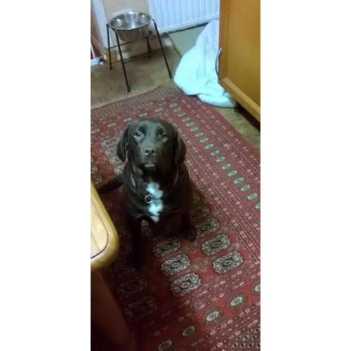 spaniel x lab