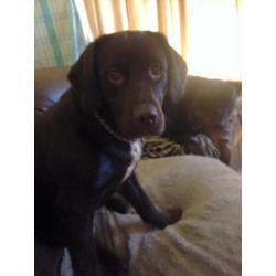 spaniel x lab