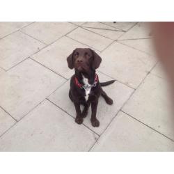spaniel x lab