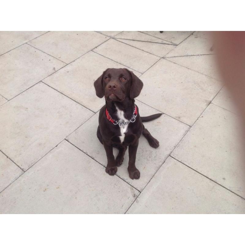 spaniel x lab