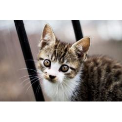 Kittens for Sale