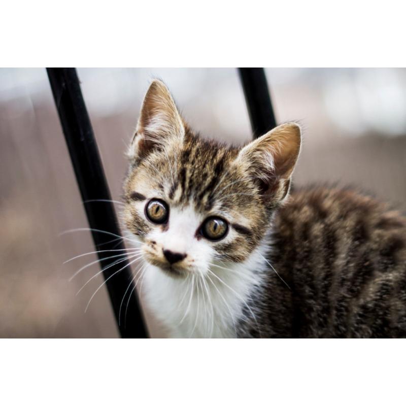 Kittens for Sale
