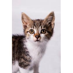 Kittens for Sale