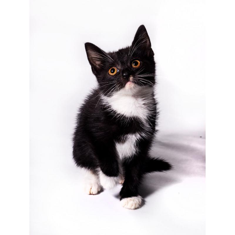Kittens for Sale