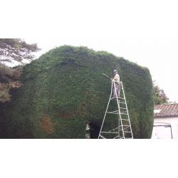 Garden hedge cutting and tree service