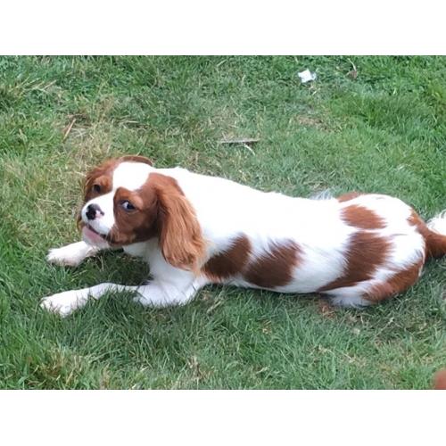 Cavalier King Charles girl for sale