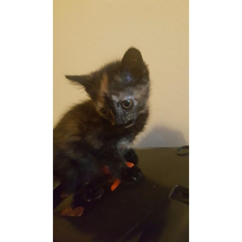 Semi long haird female kitten for sale