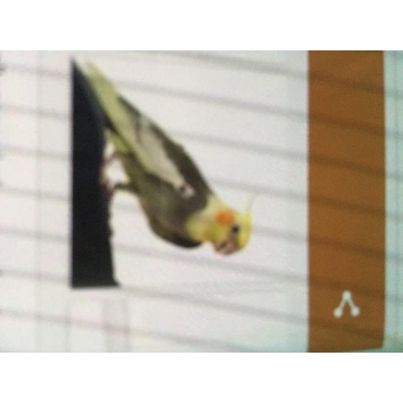 Cockatiel