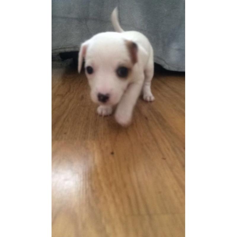 Jack Russell pups 3 left