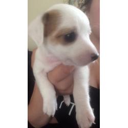 Jack Russell pups 3 left