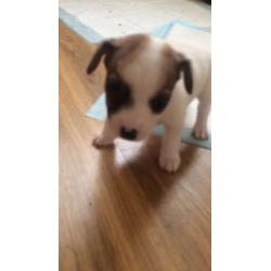 Jack Russell pups 3 left