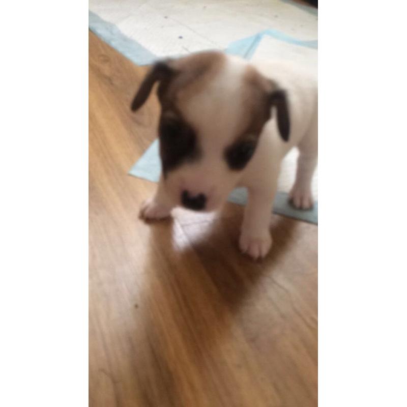Jack Russell pups 3 left