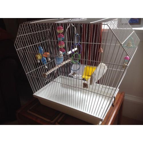 Blue and white male budgie