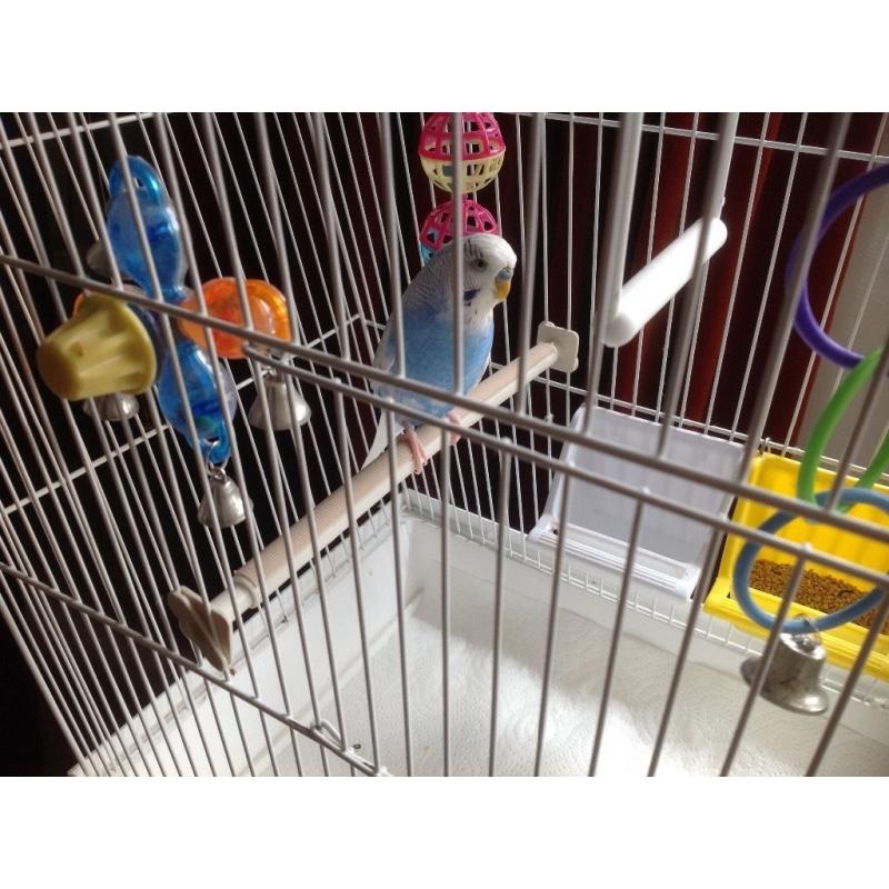 Blue and white male budgie