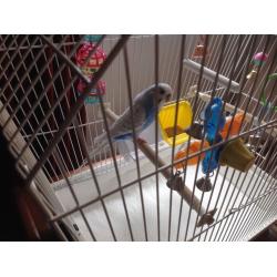 Blue and white male budgie