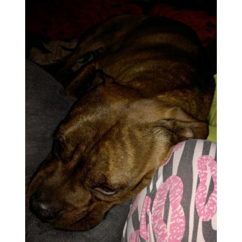 Staffie dog