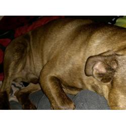 Staffie dog