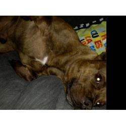 Staffie dog