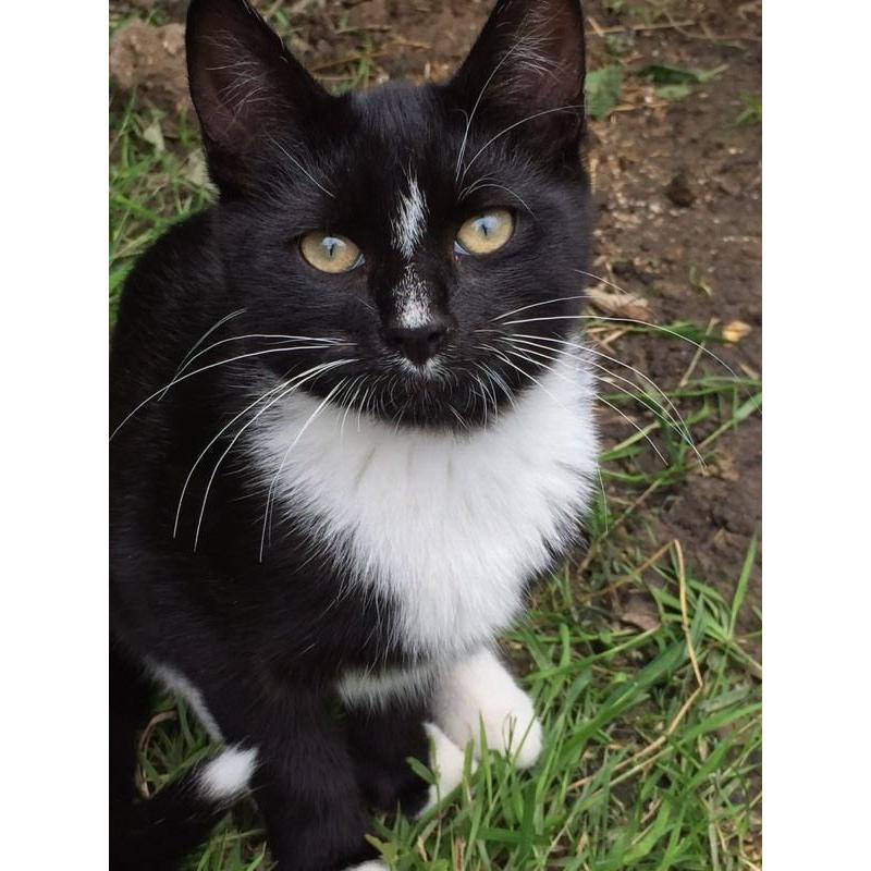 Handsome boy BSH x Norwegian Forest Cat