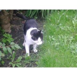 Cat - possibly found - M5 area of Salford