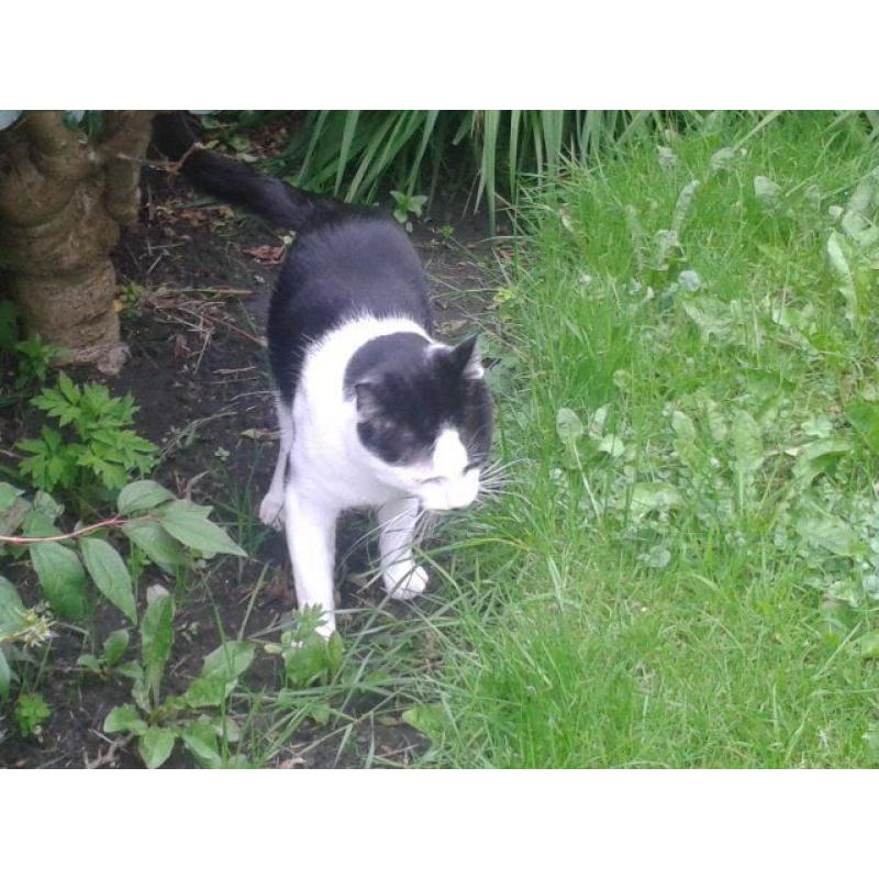 Cat - possibly found - M5 area of Salford