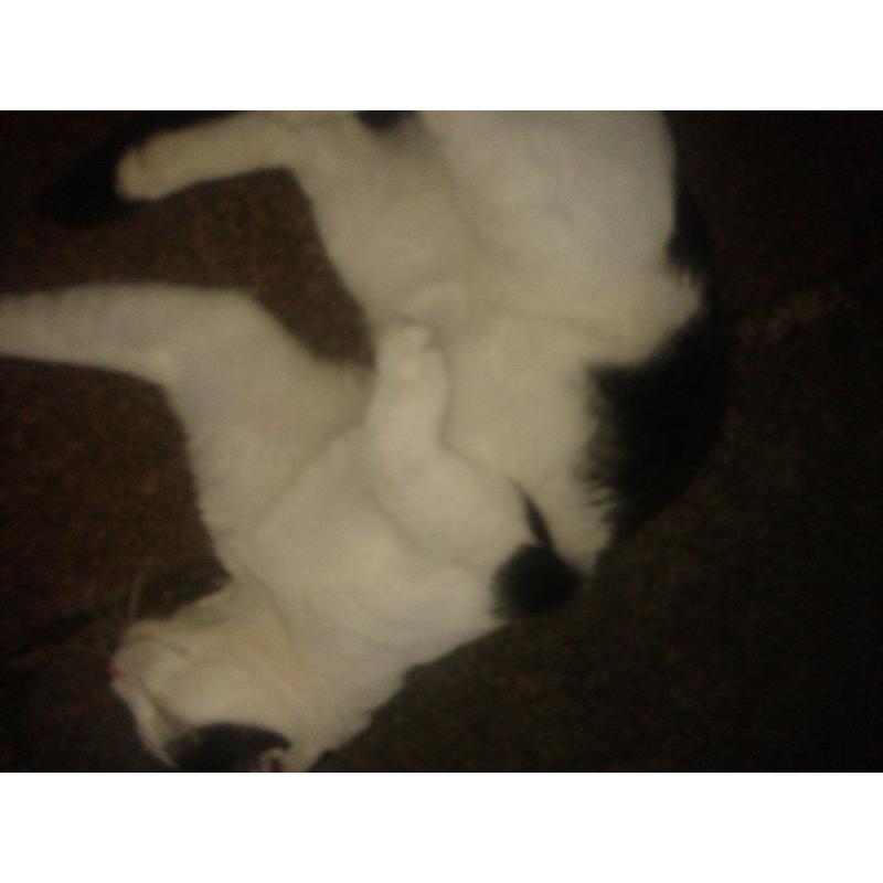 Cat - possibly found - M5 area of Salford