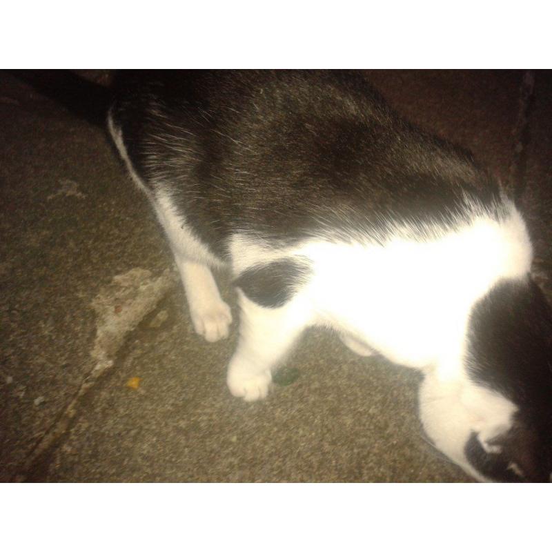 Cat - possibly found - M5 area of Salford