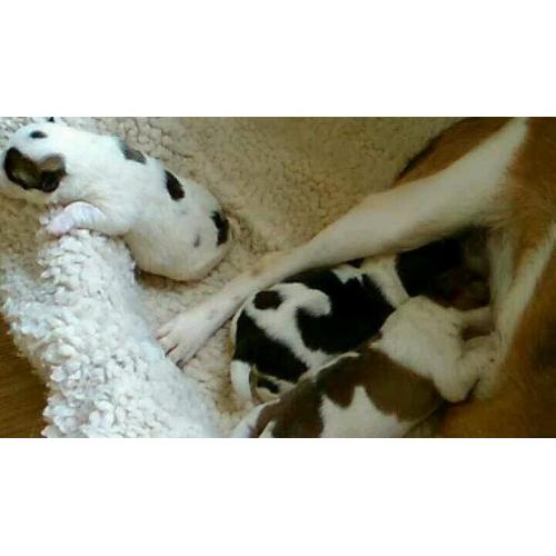 Jack Russell x collie puppies