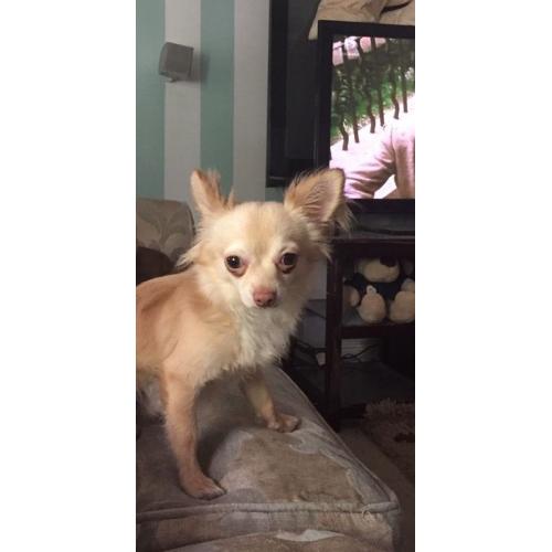 Chihuahua
