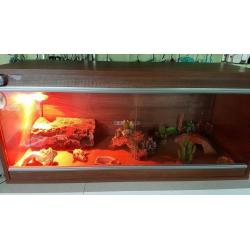 3 Foot Vivarium Full Set Up and Extras