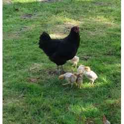 Free range chickens. Copper maran X hens & cocks for sale all this years birds