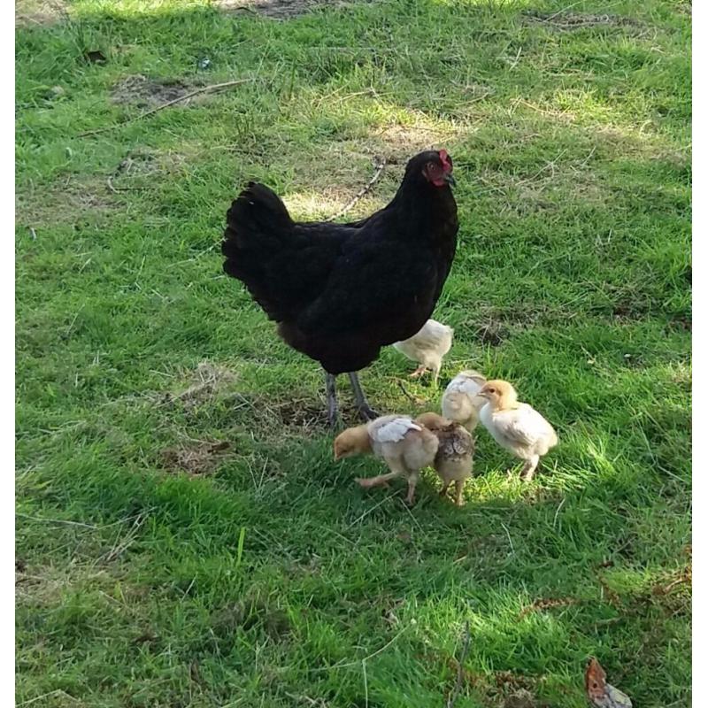 Free range chickens. Copper maran X hens & cocks for sale all this years birds