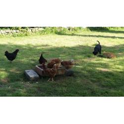 Free range chickens. Copper maran X hens & cocks for sale all this years birds