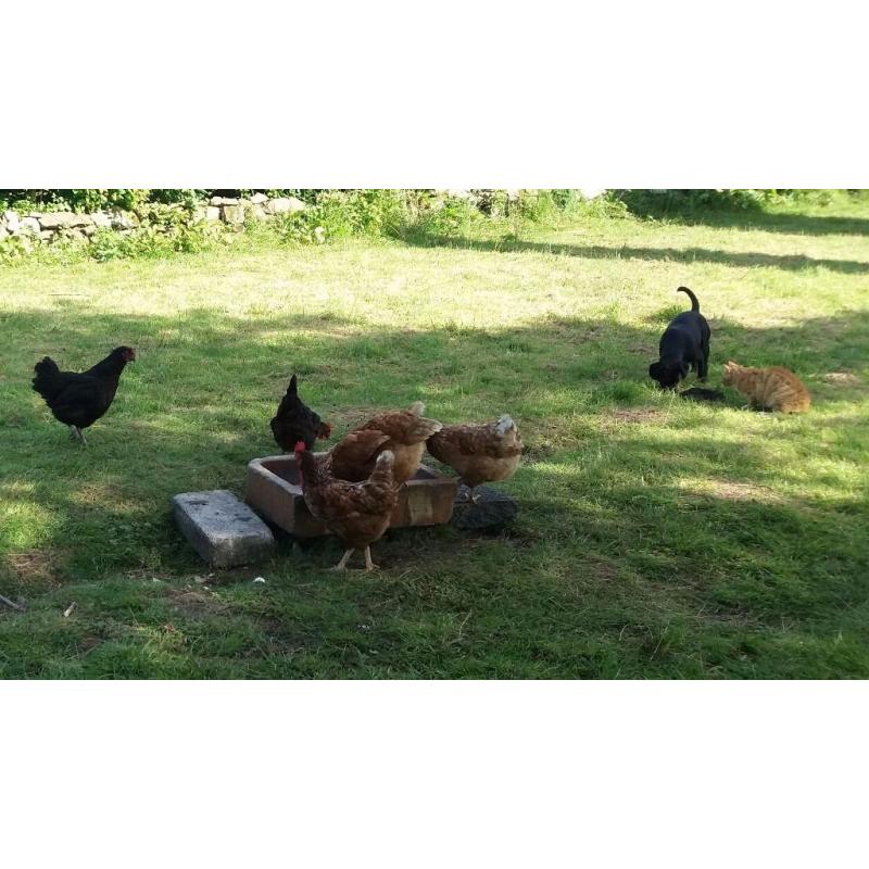Free range chickens. Copper maran X hens & cocks for sale all this years birds