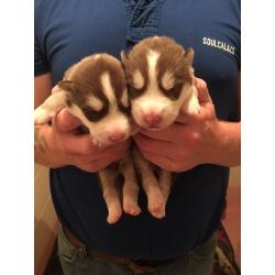 Stunning Alaskan malamute pups
