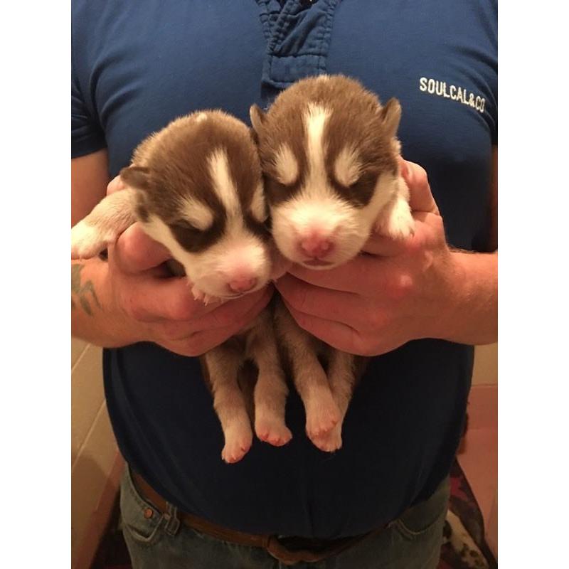 Stunning Alaskan malamute pups
