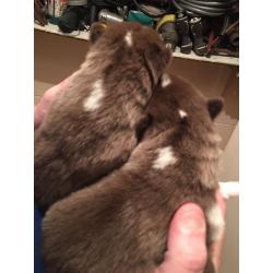 Stunning Alaskan malamute pups