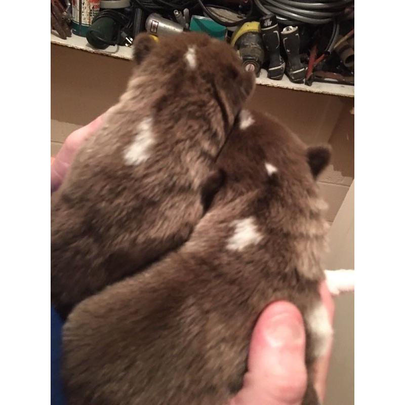 Stunning Alaskan malamute pups