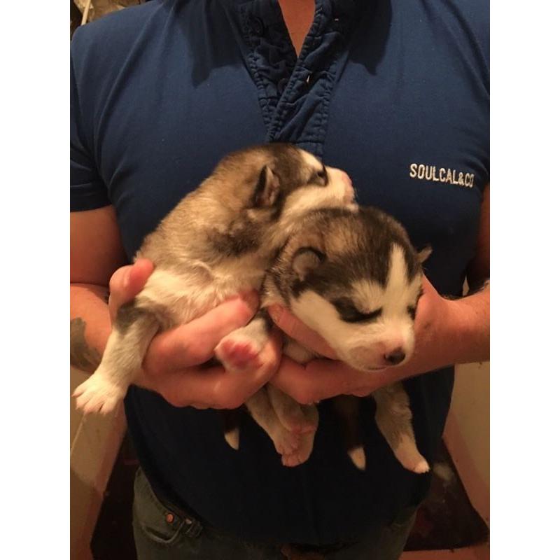 Stunning Alaskan malamute pups