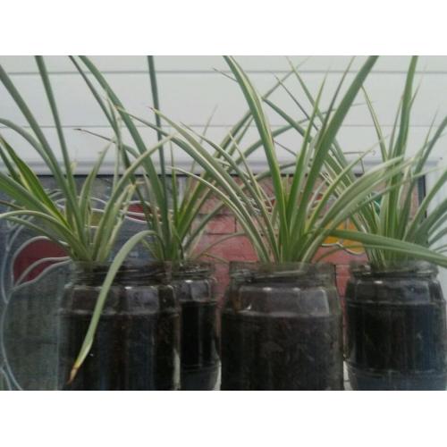 House plants.