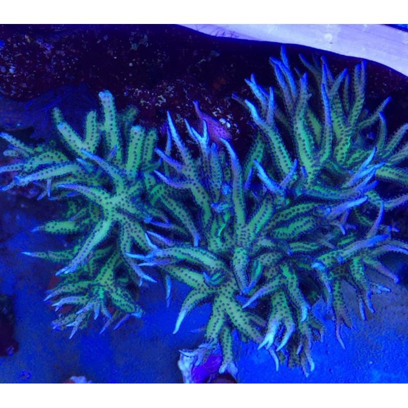 Marine Coral Lime Berry Hysterix Seriatopora FRAG