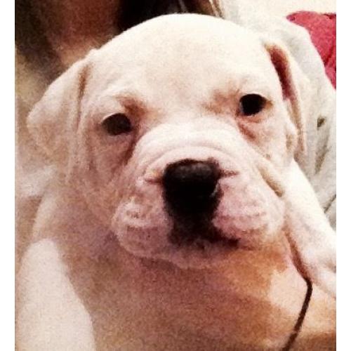 Beautiful American bulldog pups for sale