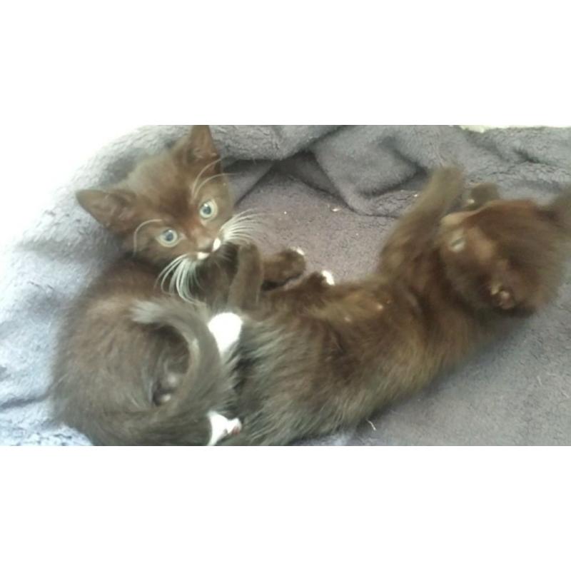 BLACK & WHITE KITTEN