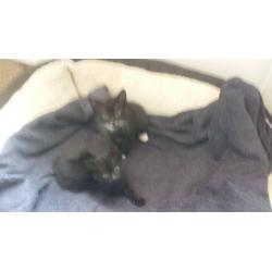 BLACK & WHITE KITTEN