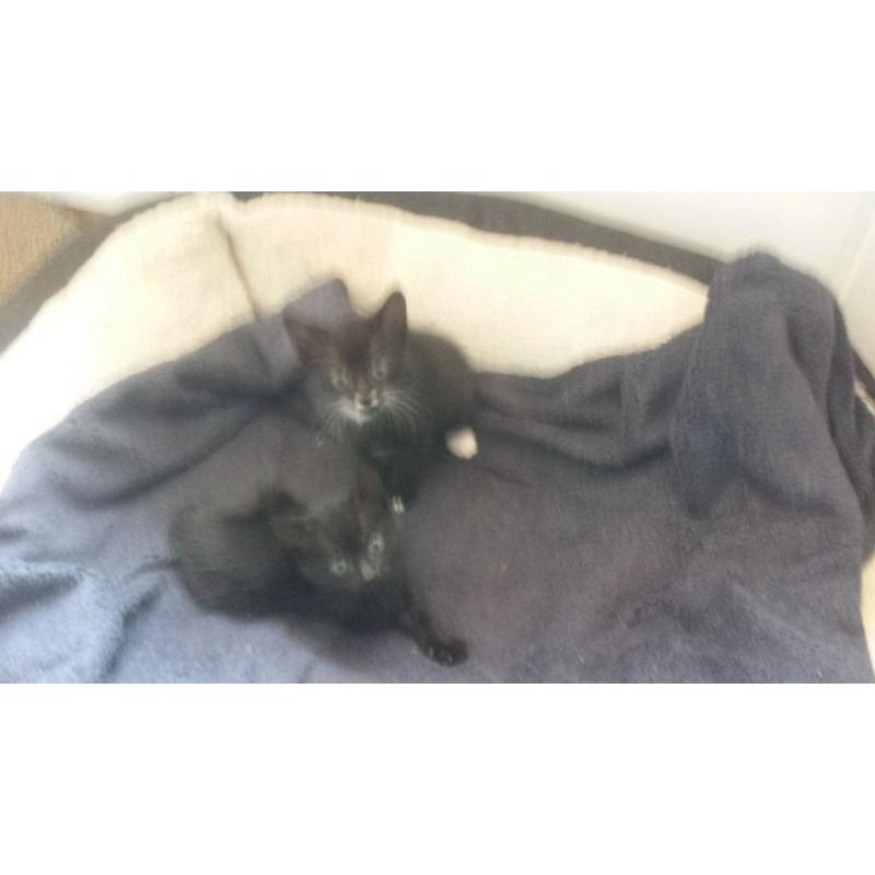 BLACK & WHITE KITTEN