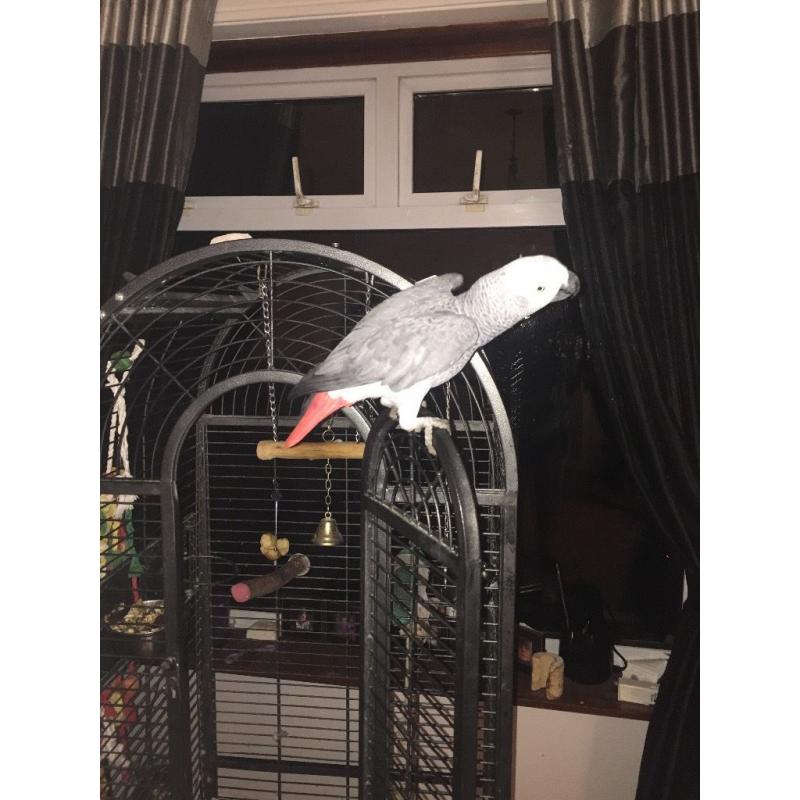 Very large parrot cage