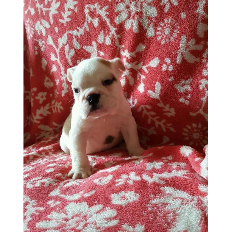 British bulldog kc registered bitch