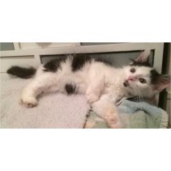 Lola the Kitten