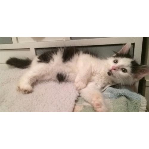 Lola the Kitten